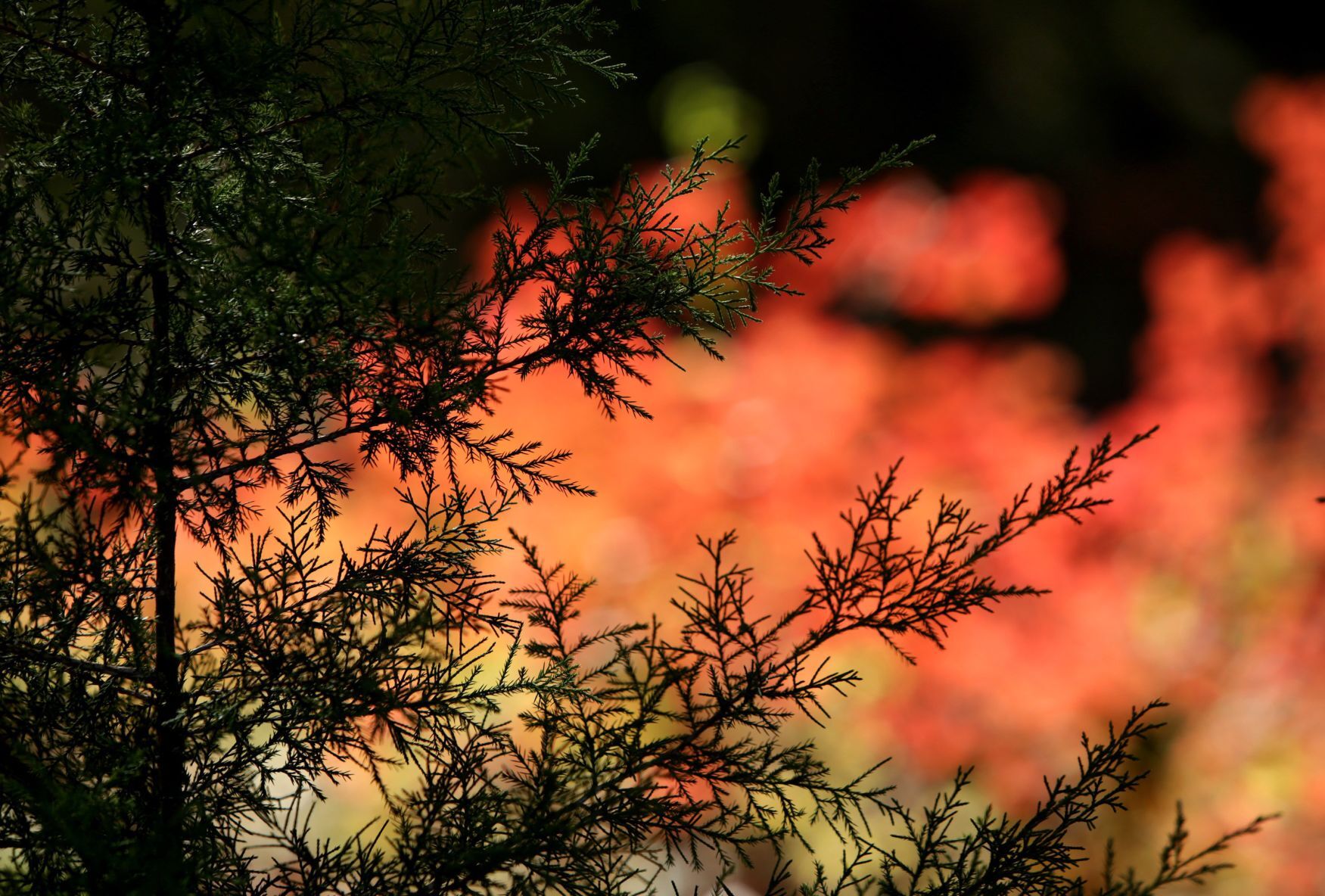 Fall color in Powder Valley Conservation Nature Center